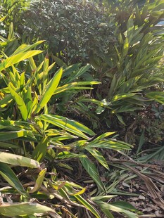 翠绿植物近景特写