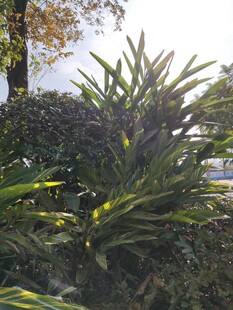 户外翠绿植物景观