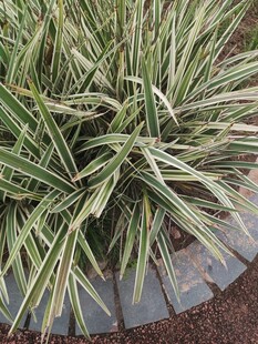 金边麦冬草特写