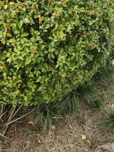 绿叶繁茂的低矮灌木丛