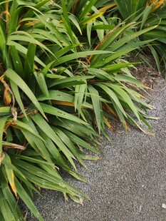 翠绿葱茏的丛生植物