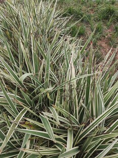 银边麦冬植物特写