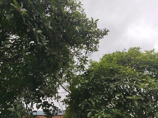 繁茂绿树映衬灰白天空