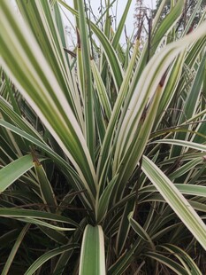 条纹绿叶植物特写