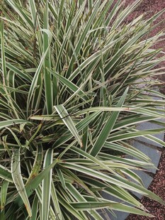 金边麦冬草特写