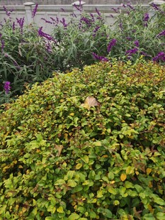 绿意盎然的植物景观