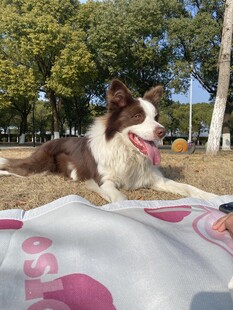 草地上惬意休憩的边牧