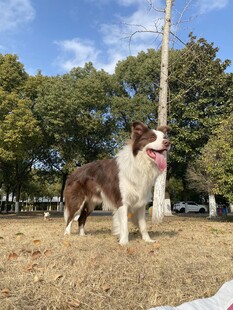 草地边的快乐边牧