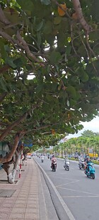 越南芽庄林荫步道上的行人漫步