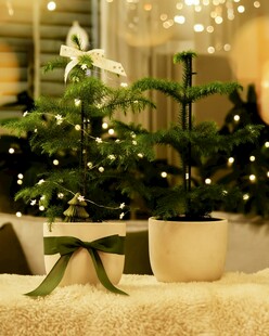 迷你圣诞树装饰温馨场景