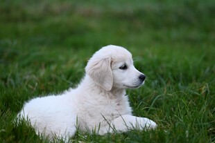 草地上的可爱小白狗