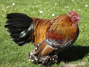 五彩公鸡立于翠绿草地