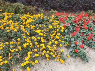 多彩花卉装点地面景观