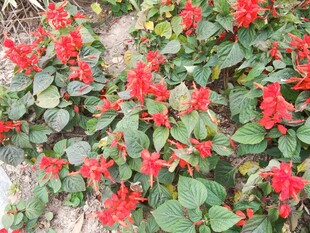 红色花朵簇拥在绿叶间