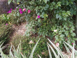 花园中的多彩花卉植物