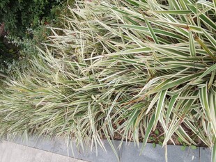 金边麦冬绿植景观