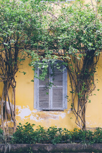 黄墙藤蔓缠绕的复古窗户