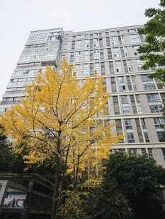 高楼旁的金黄银杏树