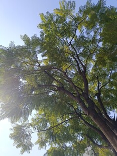 阳光透过枝叶的繁茂树木