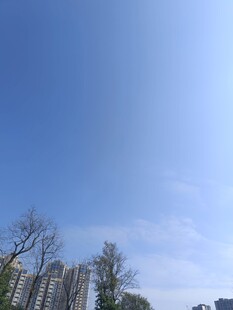 晴朗天空下的树木与建筑