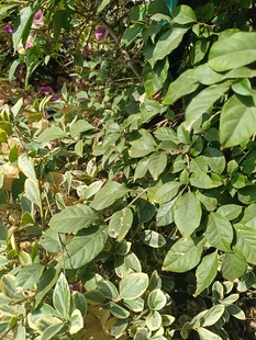 绿叶繁茂的植物景观