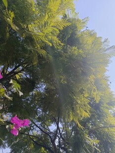 阳光照耀下的繁花绿树