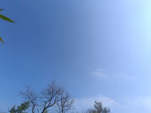 蓝天之下的树木景致