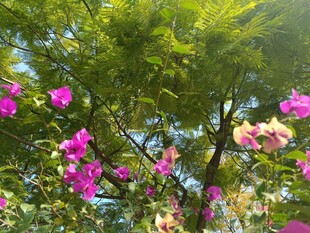 繁花绿树间的自然美景