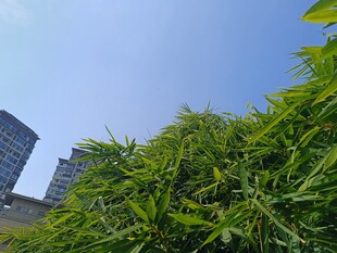 城市中葱郁的绿色竹林