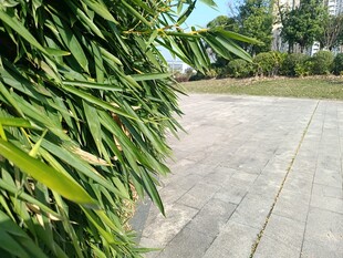路边翠绿竹叶与开阔路面