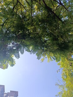 仰视绿树蓝天景象