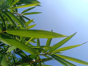 翠绿竹叶映蓝天