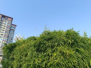 高楼旁的葱郁绿植