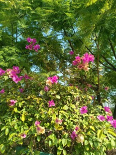 绿叶丛中绽放的艳丽花朵