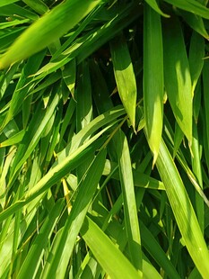 翠绿葱茏的鲜嫩叶片