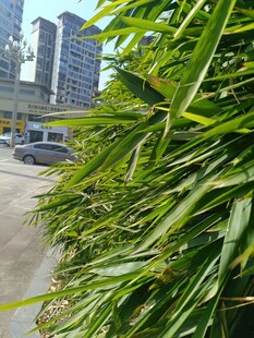 路边翠绿竹林与远处建筑