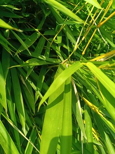 翠绿竹叶特写