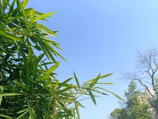 蓝天翠竹 