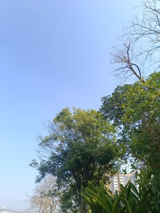 蓝天绿树风景图