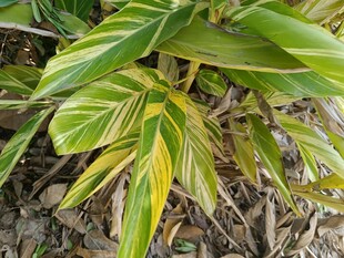 斑斓叶片的绿植特写