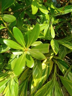 翠绿繁茂的植物叶片
