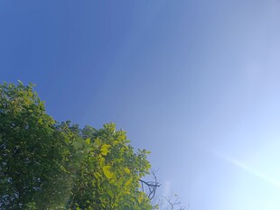 蓝天绿树间的清新景致