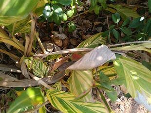 绿叶丛中的神秘飞羽