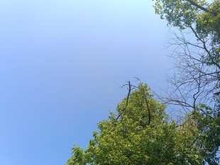 仰望蓝天绿树
