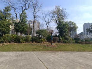 户外空旷绿植建筑场景