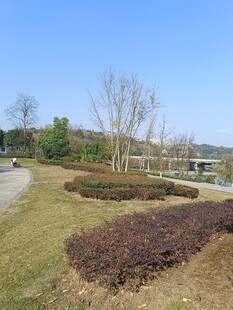 户外开阔绿地景观