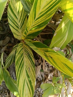 黄绿条纹叶片的植物