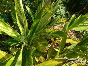 阳光下的翠绿植物