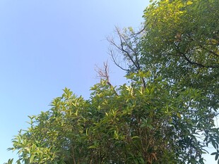 蓝天绿树风景图