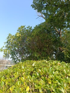 绿意盎然的繁茂植被